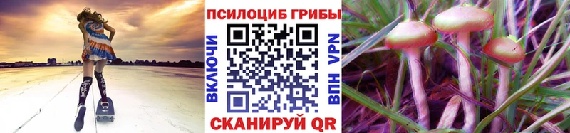 Псилоцибиновые грибы Psilocybe  Гдов 